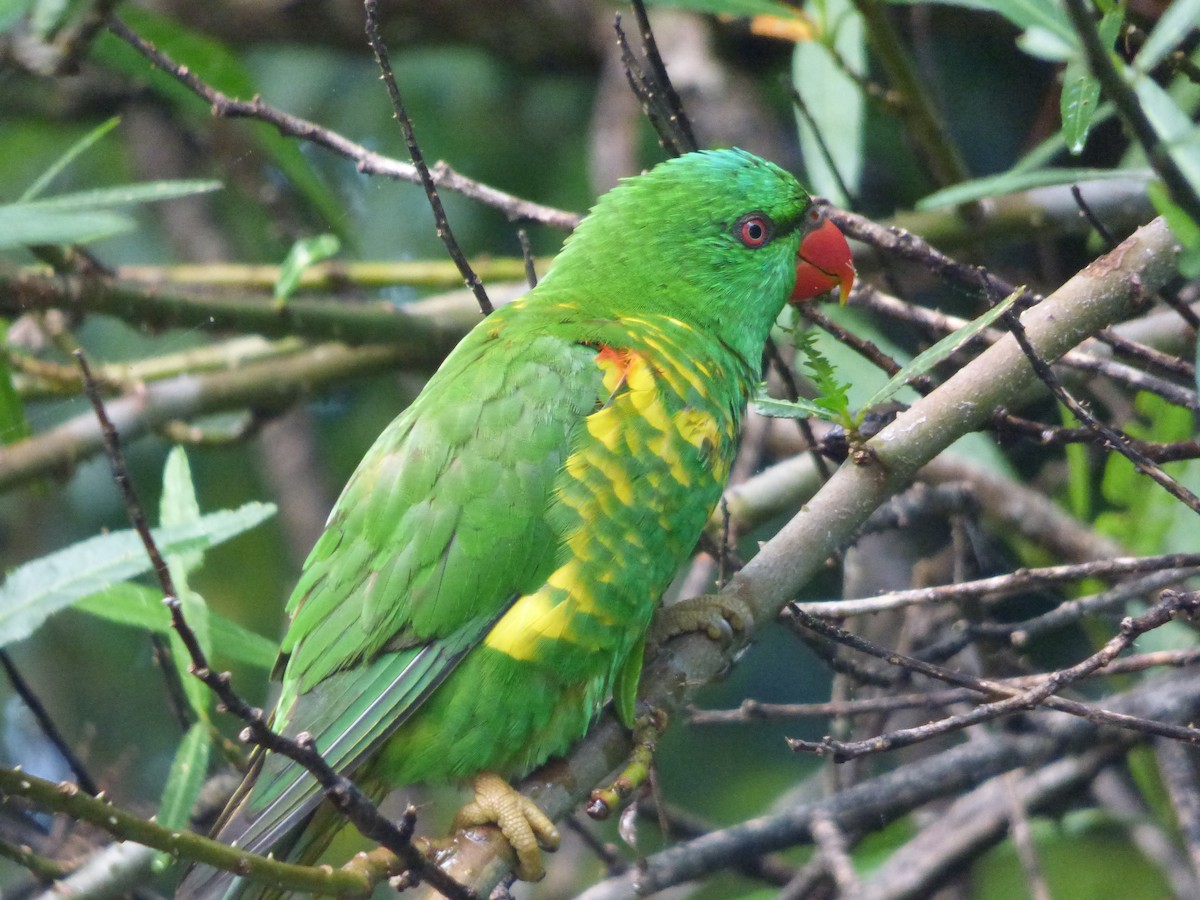 Scaly-breasted Lorikeet - ML626695301