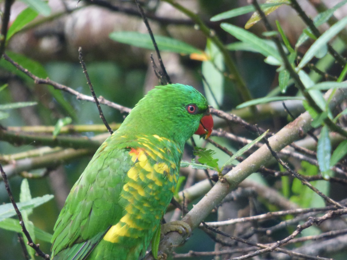 Scaly-breasted Lorikeet - ML626695302