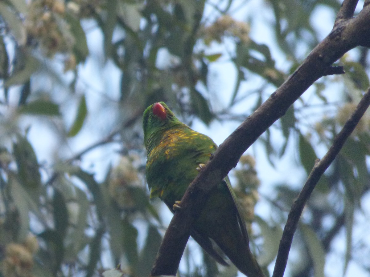 Scaly-breasted Lorikeet - ML626695303