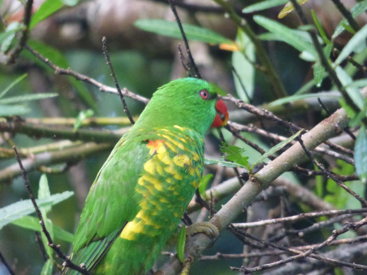 Scaly-breasted Lorikeet - ML626695304