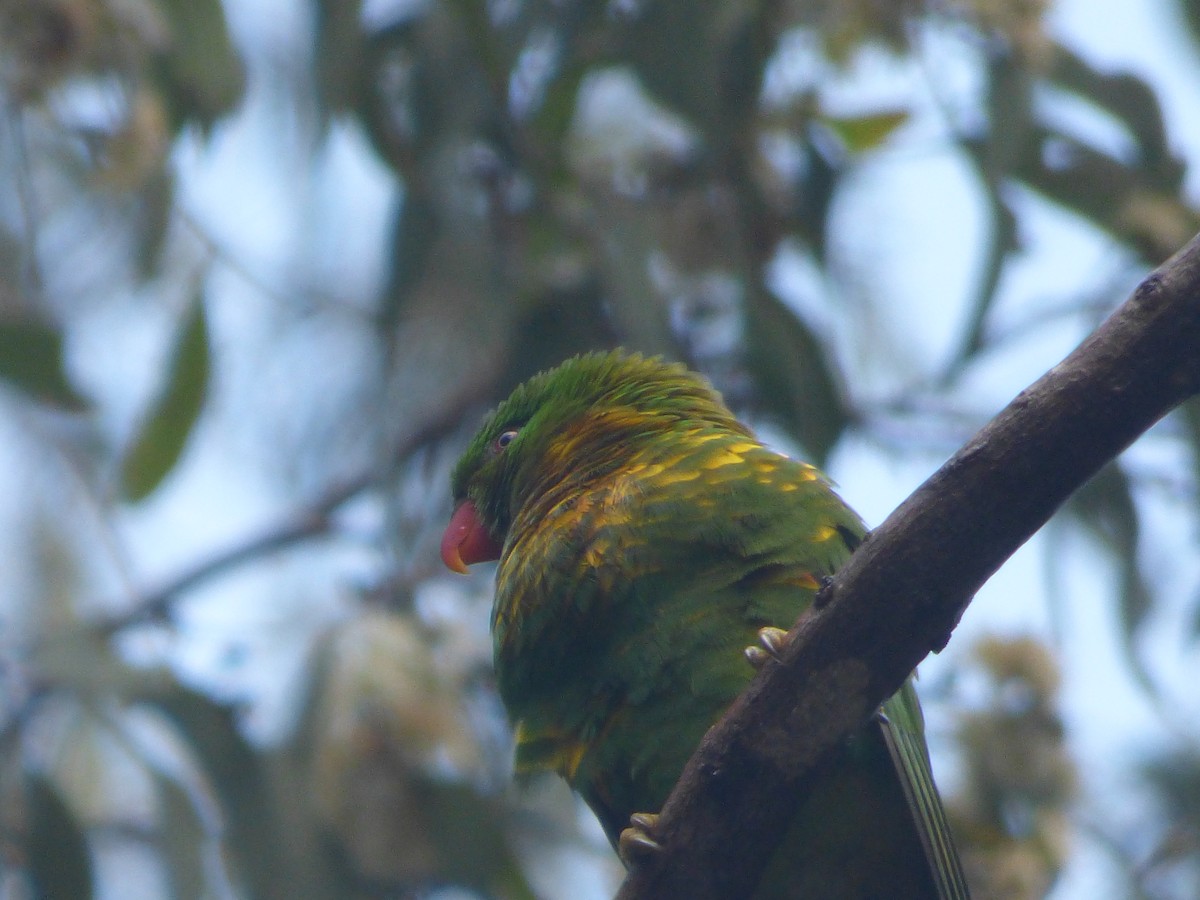 Scaly-breasted Lorikeet - ML626695305