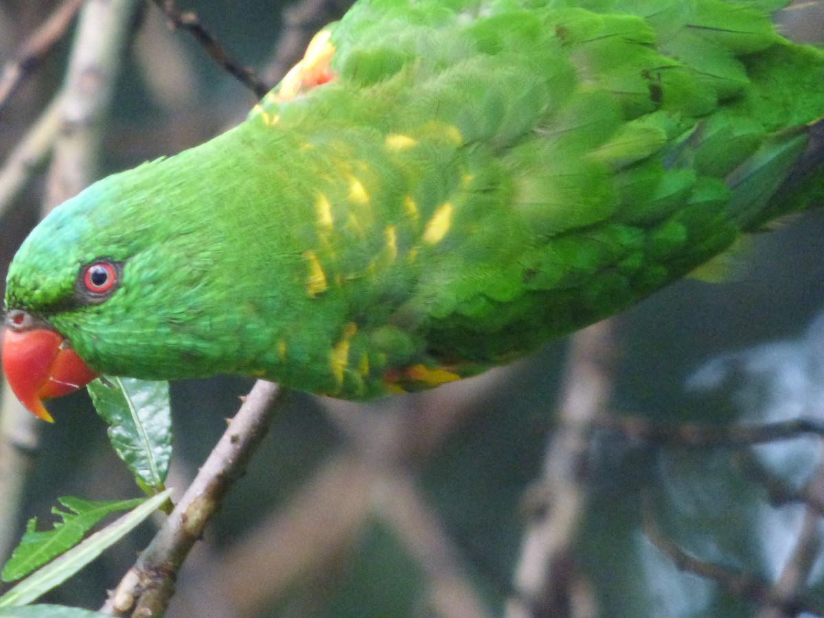 Scaly-breasted Lorikeet - ML626695306