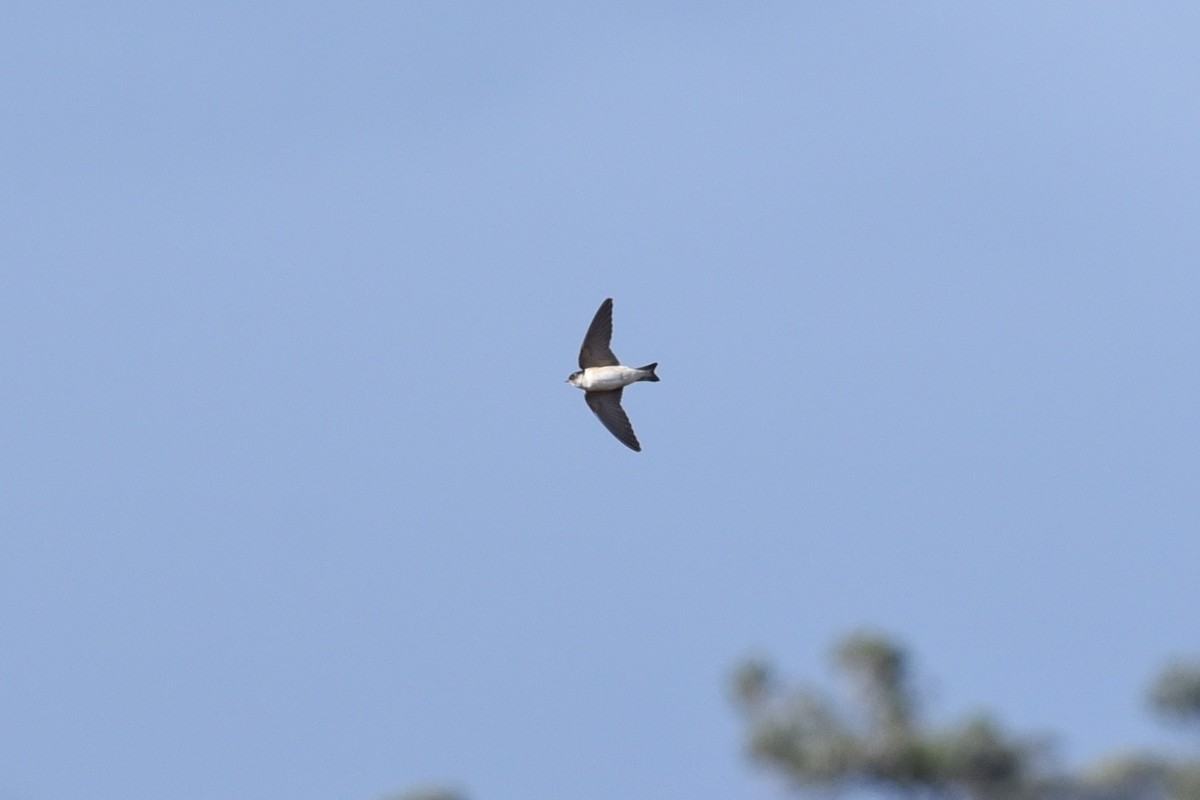 Tree Martin - ML626695370