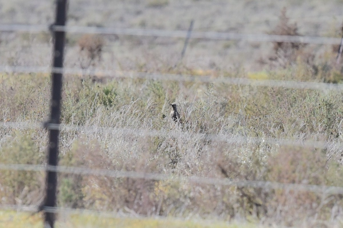 Brown Songlark - ML626695372