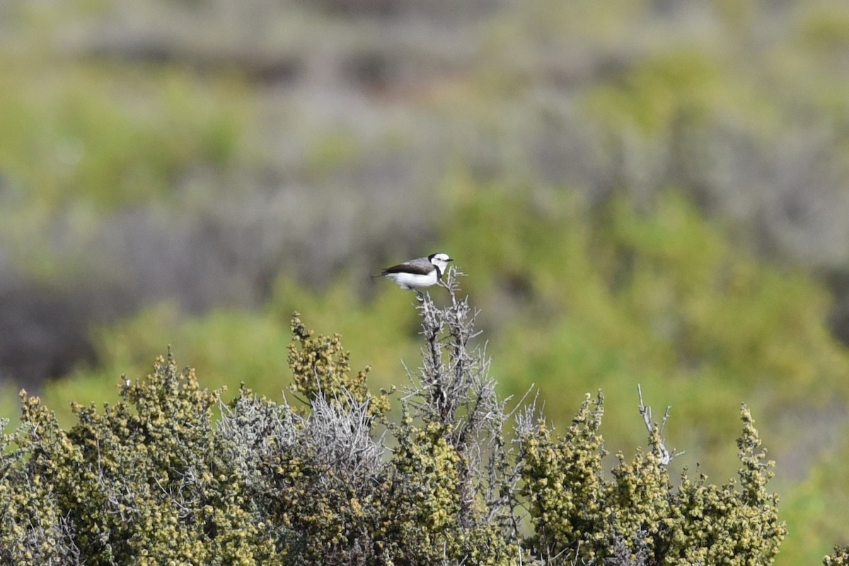 White-fronted Chat - ML626695375