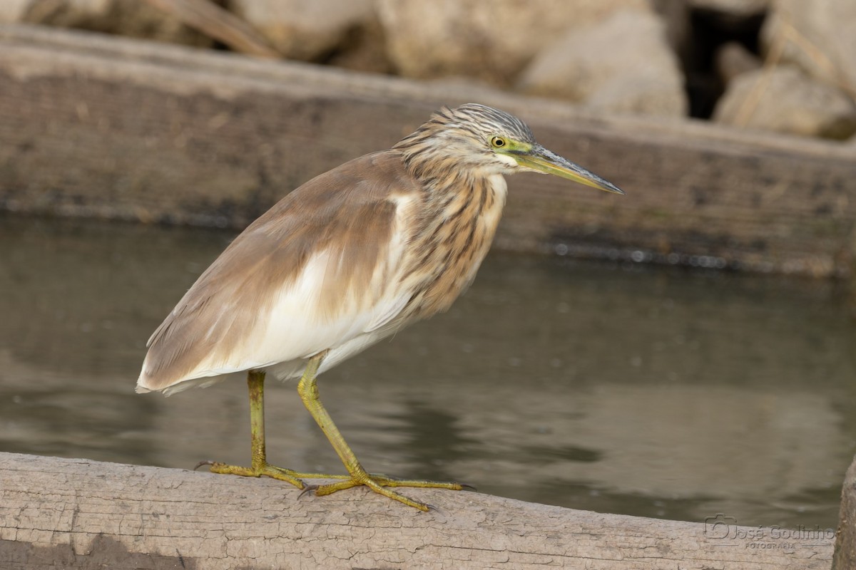 Squacco Heron - ML626695376