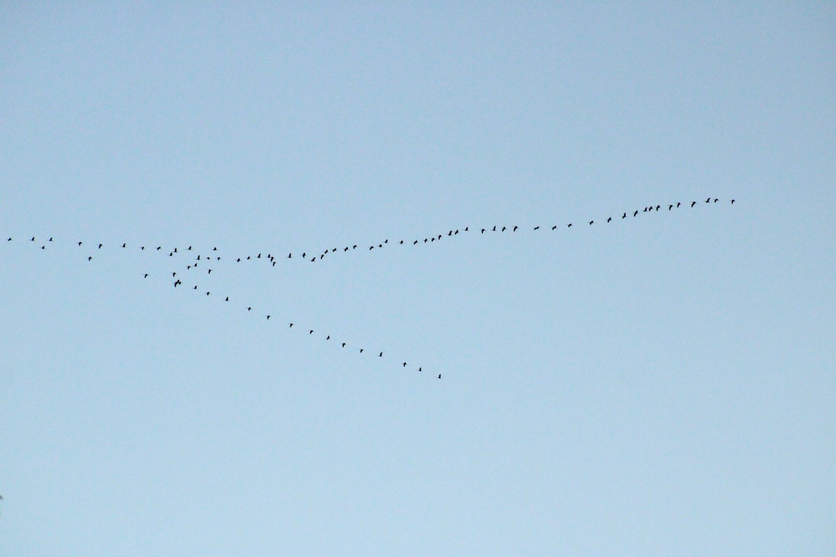 Common Crane - ML626695493