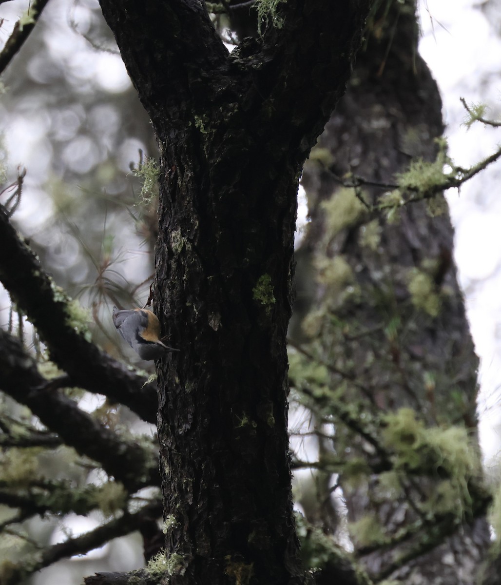 Eurasian Nuthatch - ML626695542