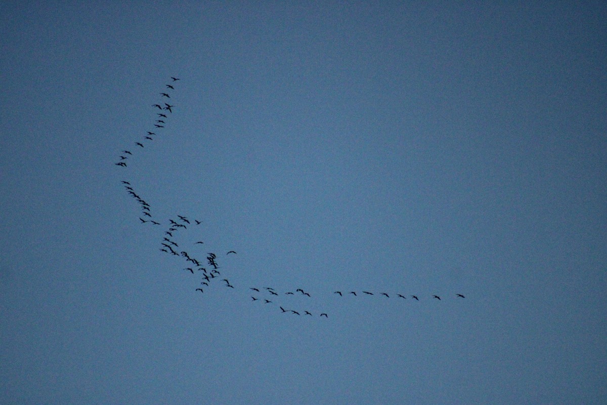 Common Crane - ML626695547