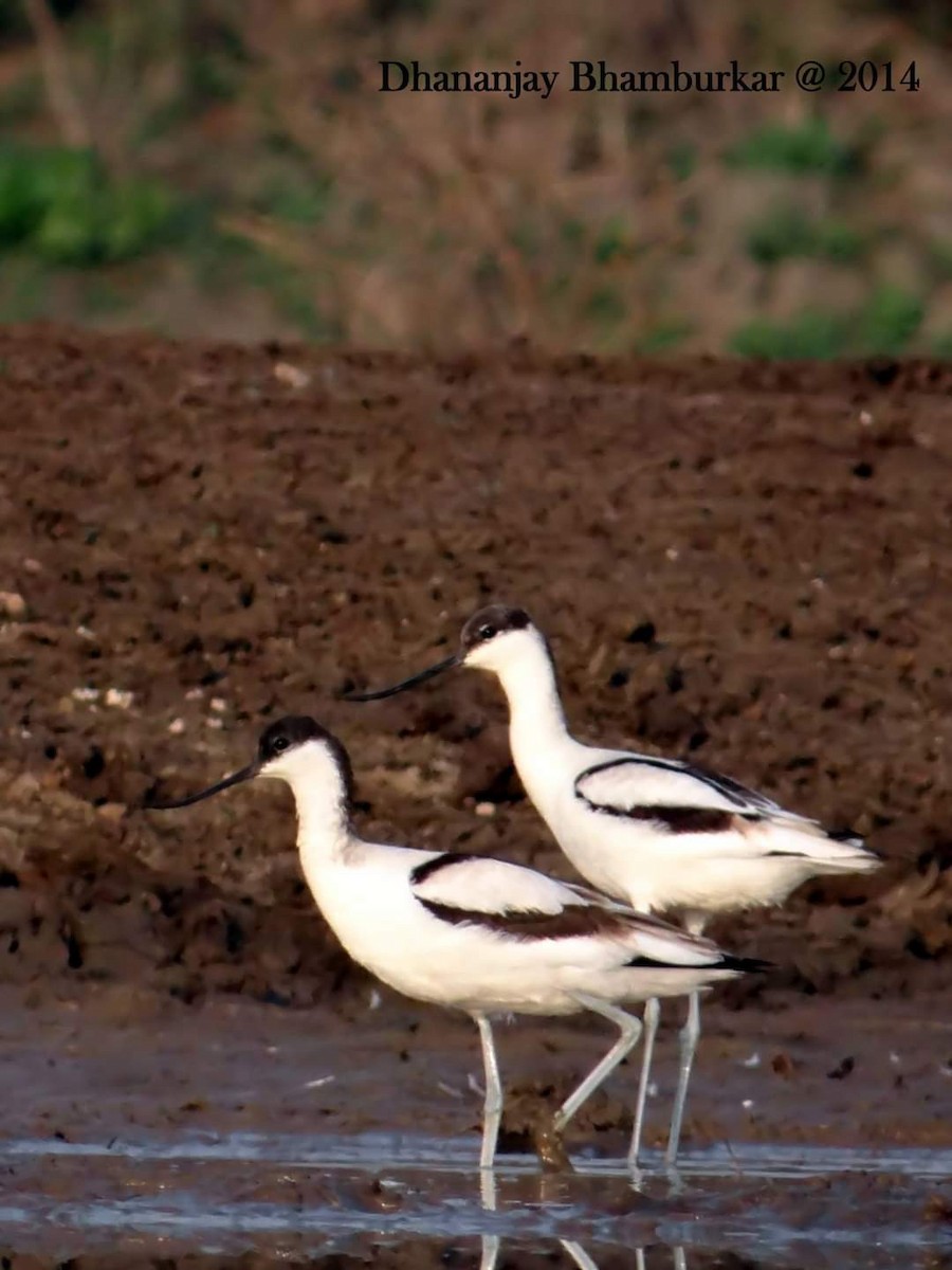 Pied Avocet - ML626695549