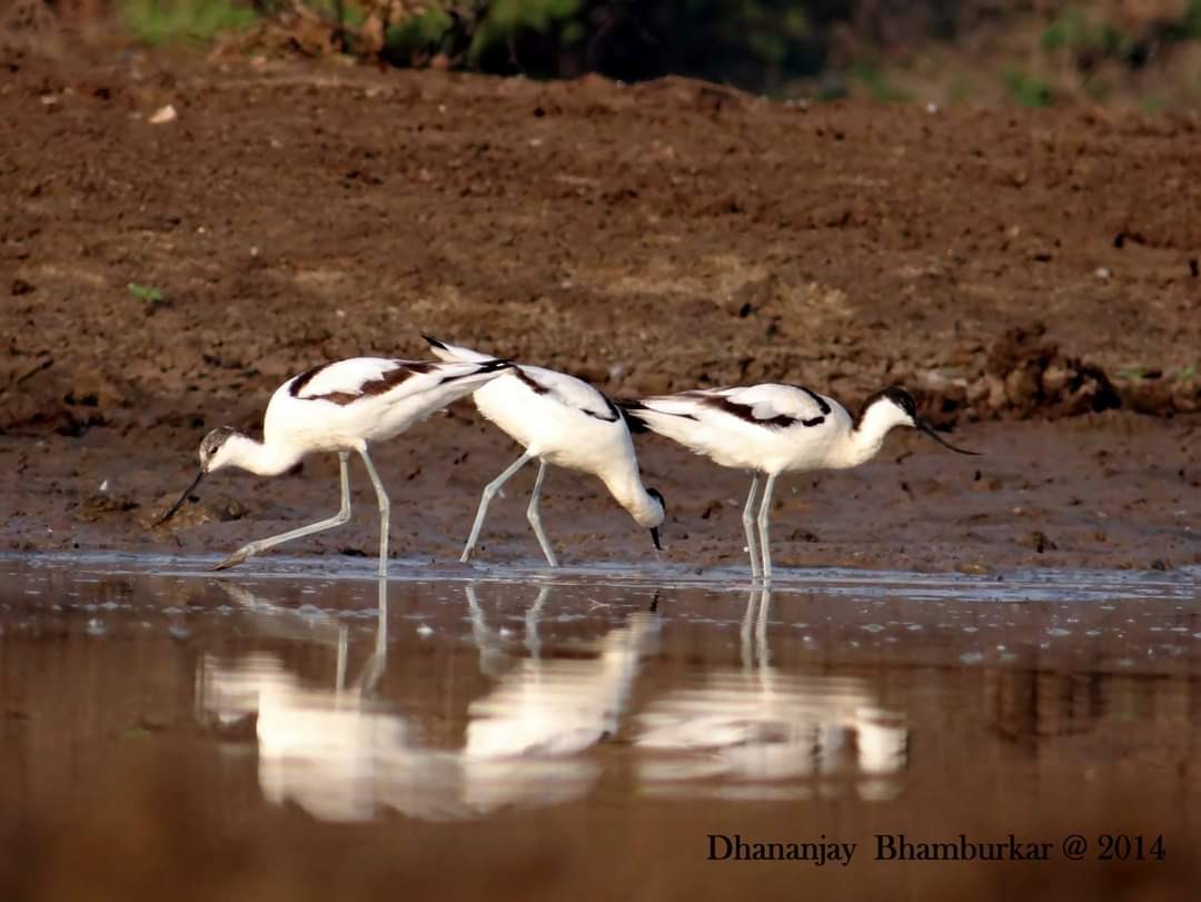 Pied Avocet - ML626695560