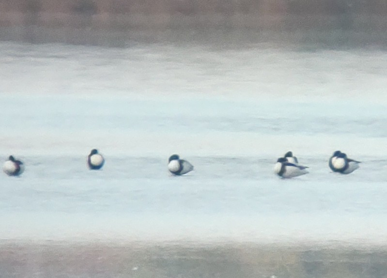 Common Shelduck - ML626695567