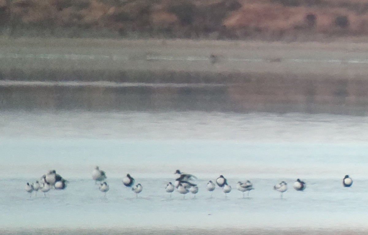 Pied Avocet - ML626695573