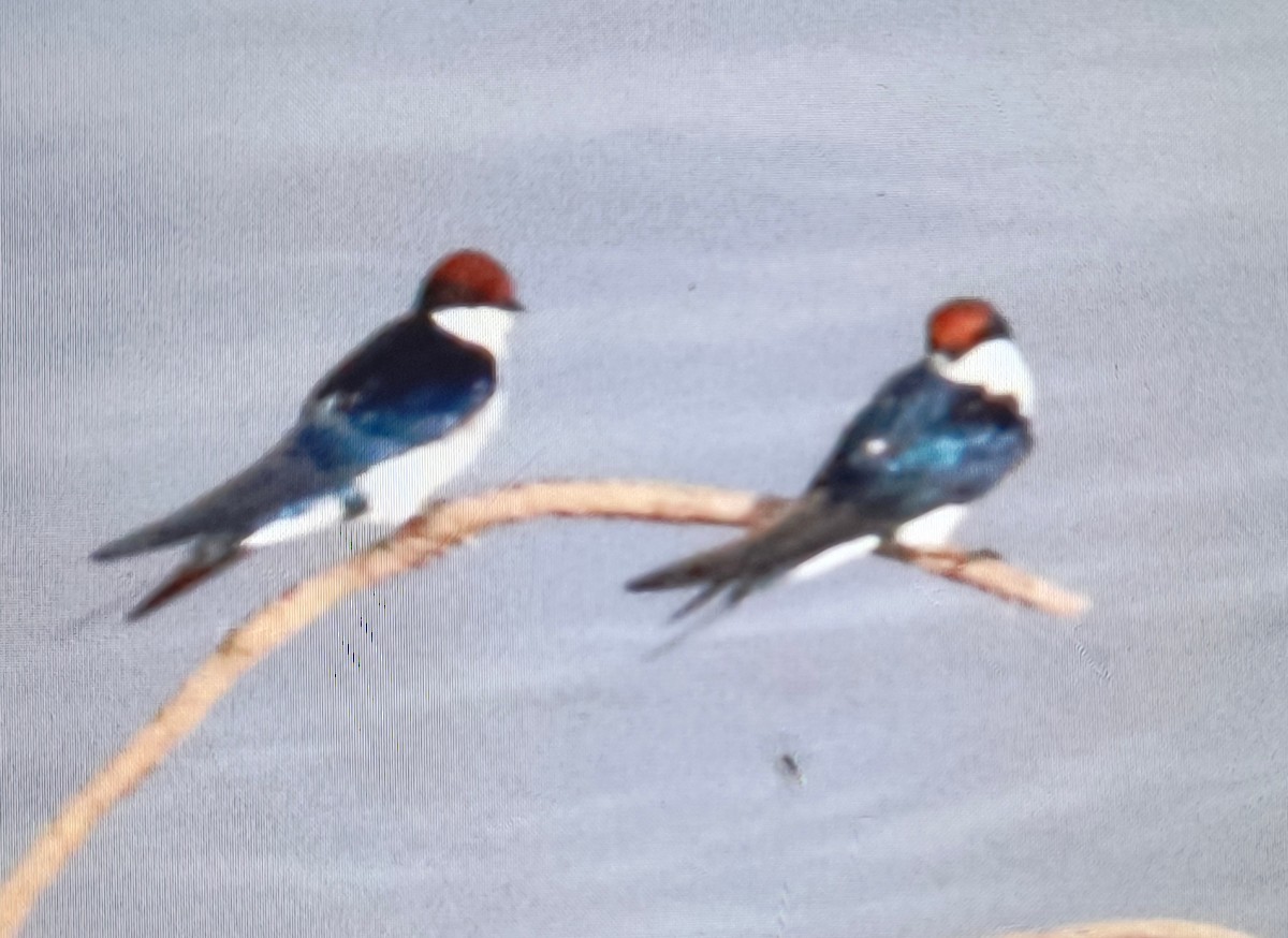 Wire-tailed Swallow - ML626695656