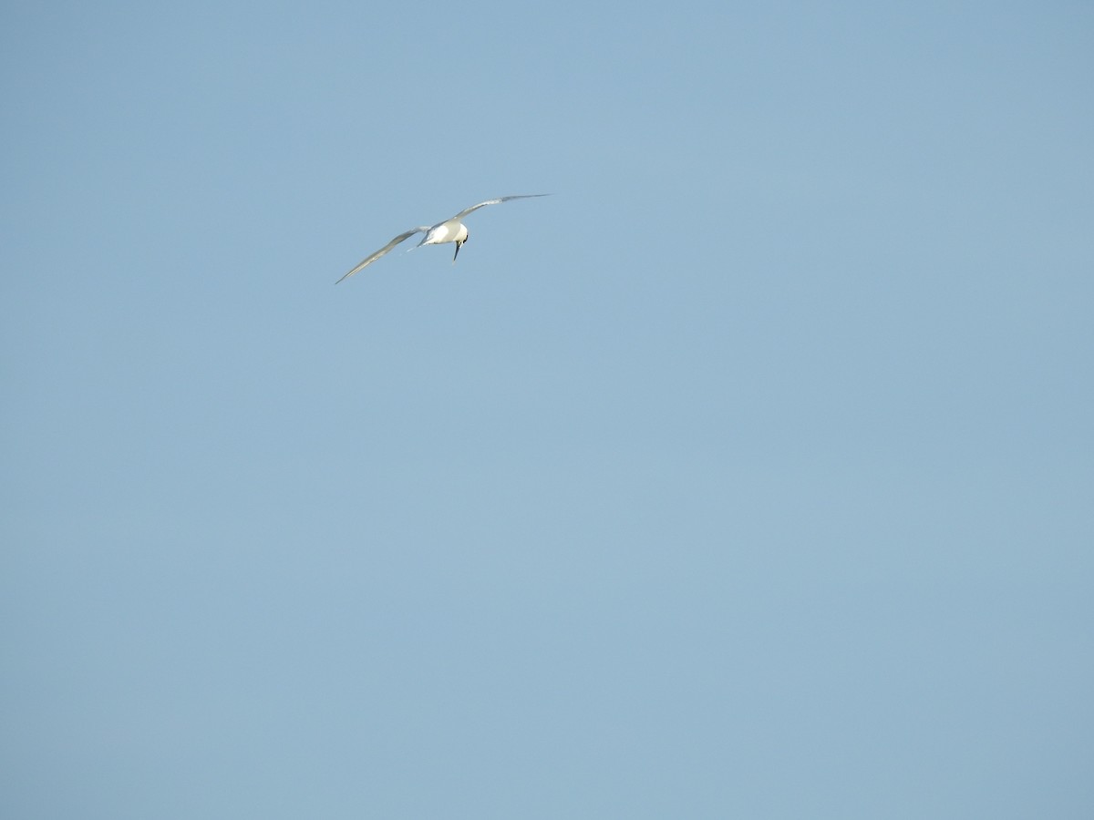 Sandwich Tern - ML626695677