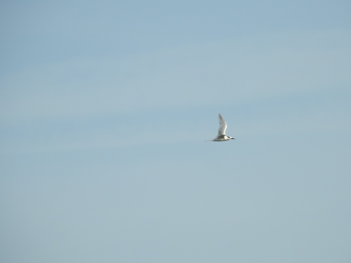 Sandwich Tern - ML626695681