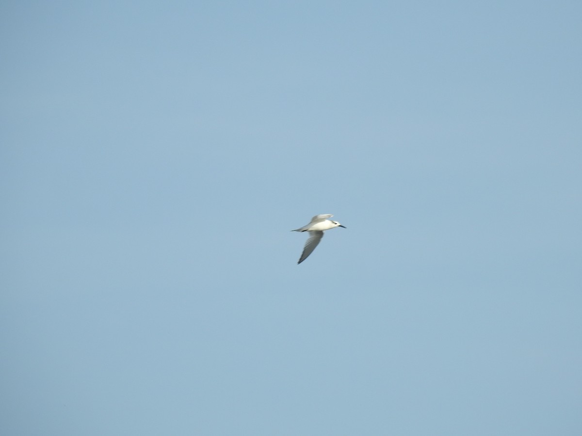 Sandwich Tern - ML626695684