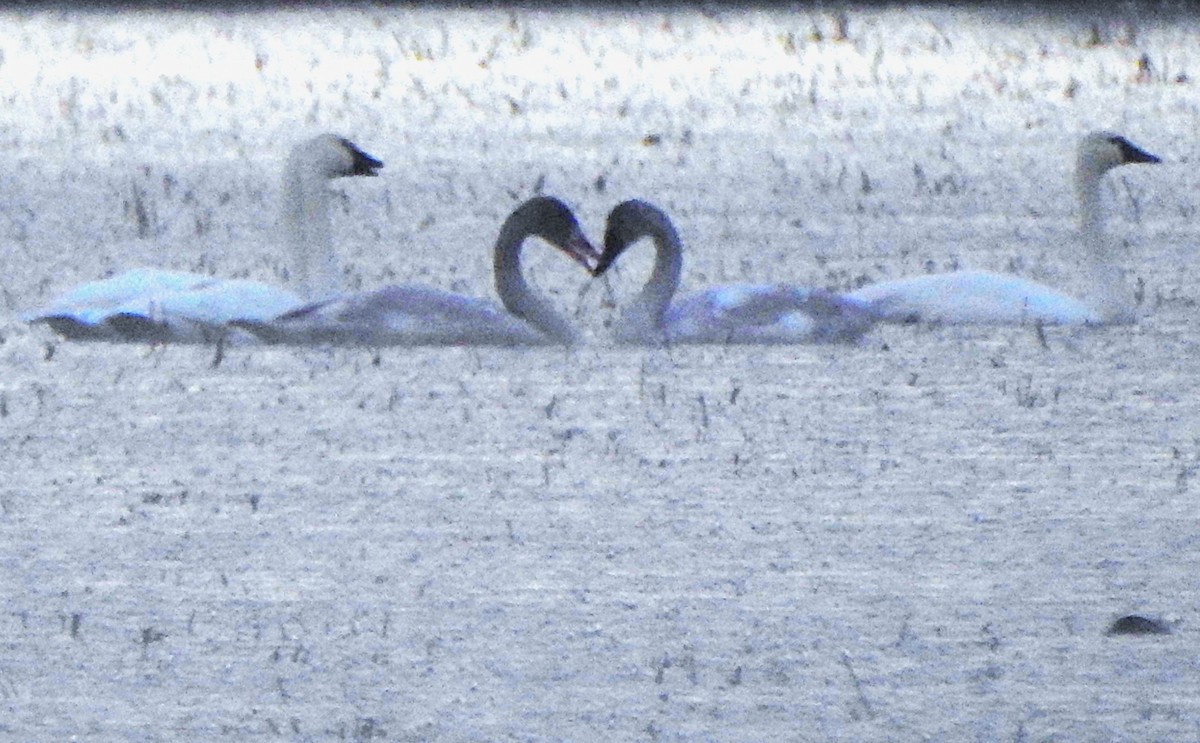 Tundra Swan - ML626695744