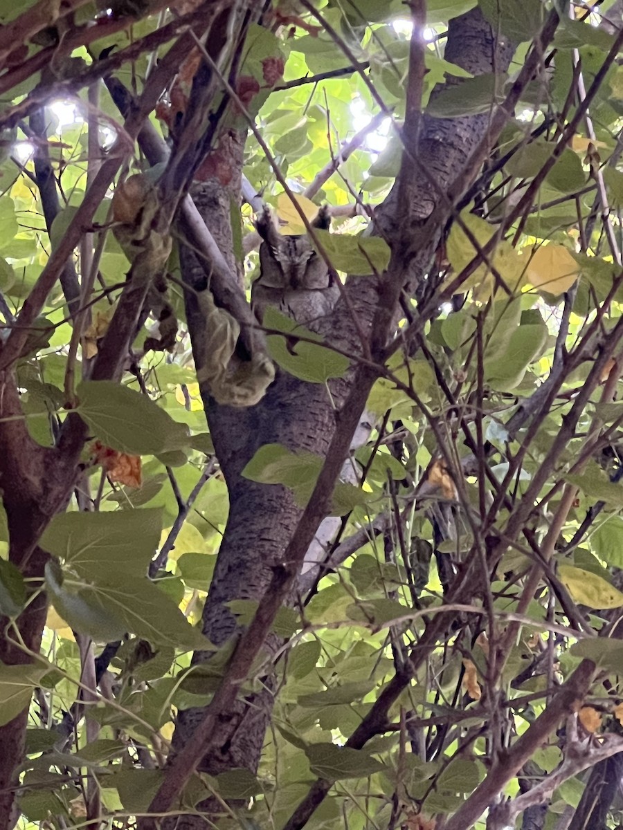 Indian Scops-Owl - ML626695932