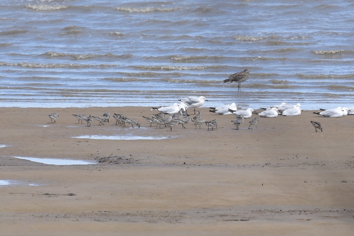 Red Knot - ML626695966