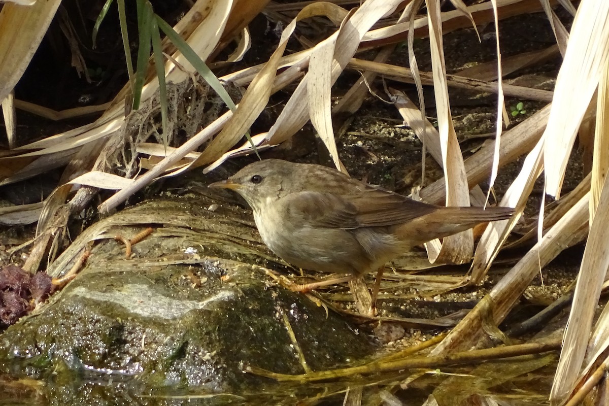 Middendorff's Grasshopper Warbler - ML626695972