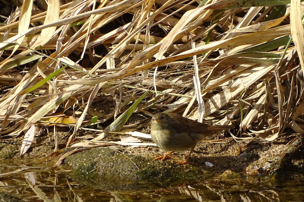 Middendorff's Grasshopper Warbler - ML626695978