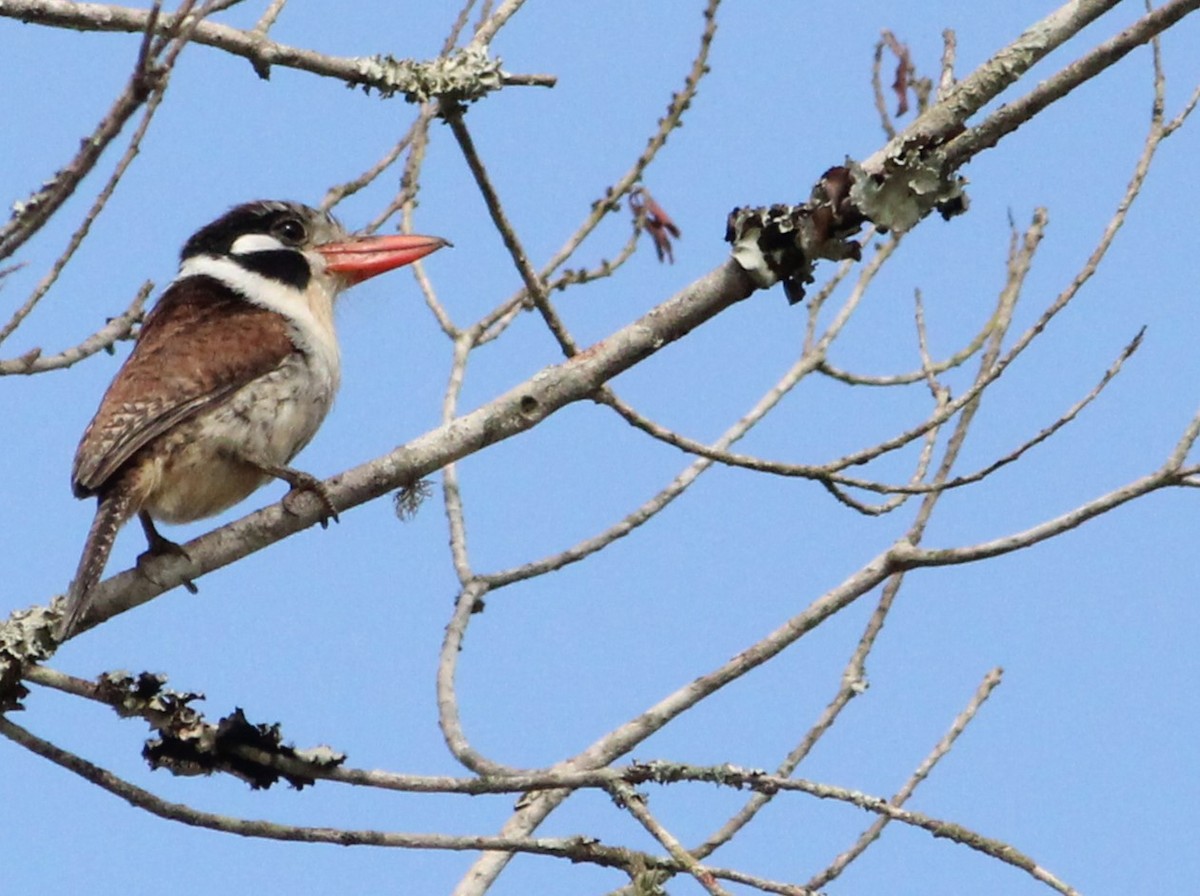 White-eared Puffbird - ML626695987