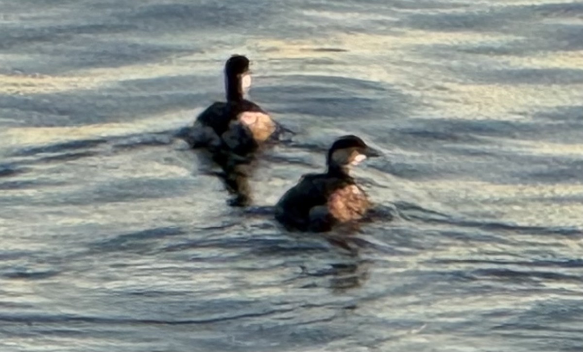 Eared Grebe - ML626696024