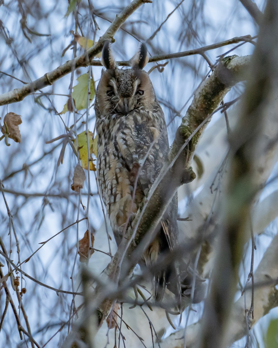 Long-eared Owl - ML626696027