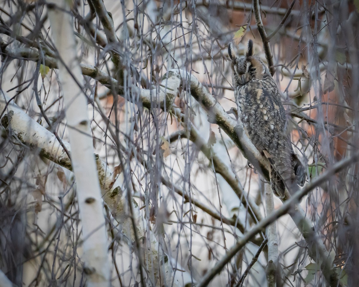 Long-eared Owl - ML626696028