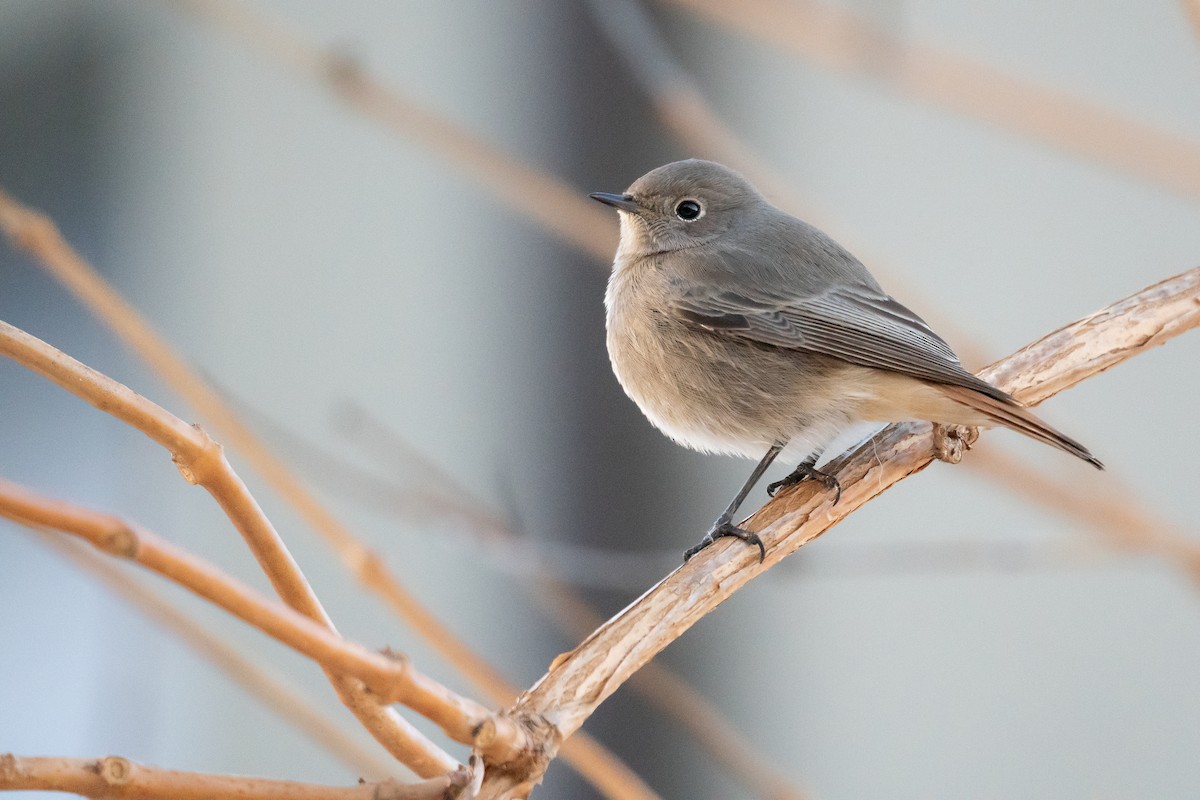 Black Redstart - ML626696047