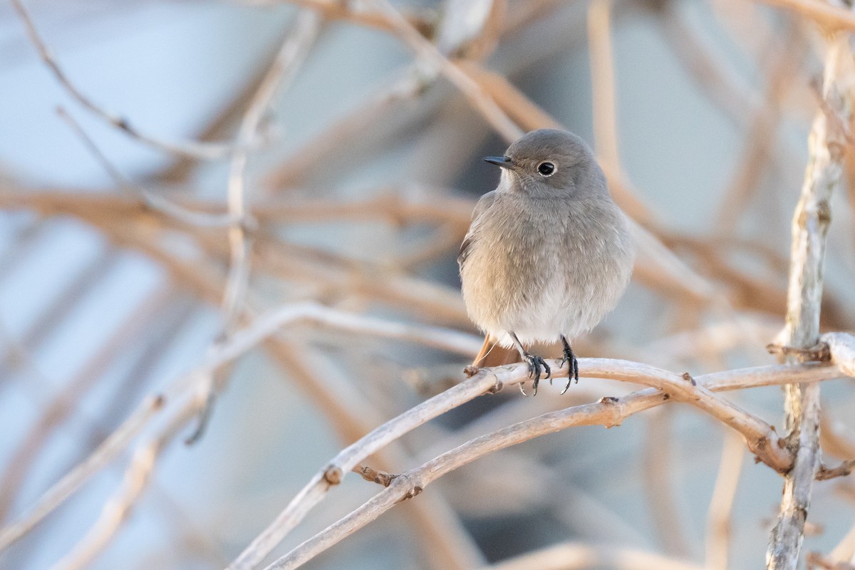 Black Redstart - ML626696048