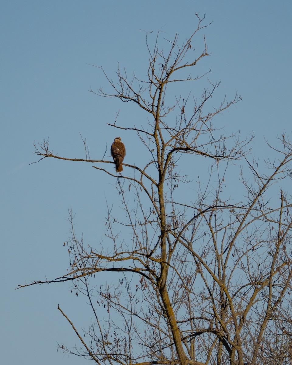 Long-legged Buzzard - ML626696073