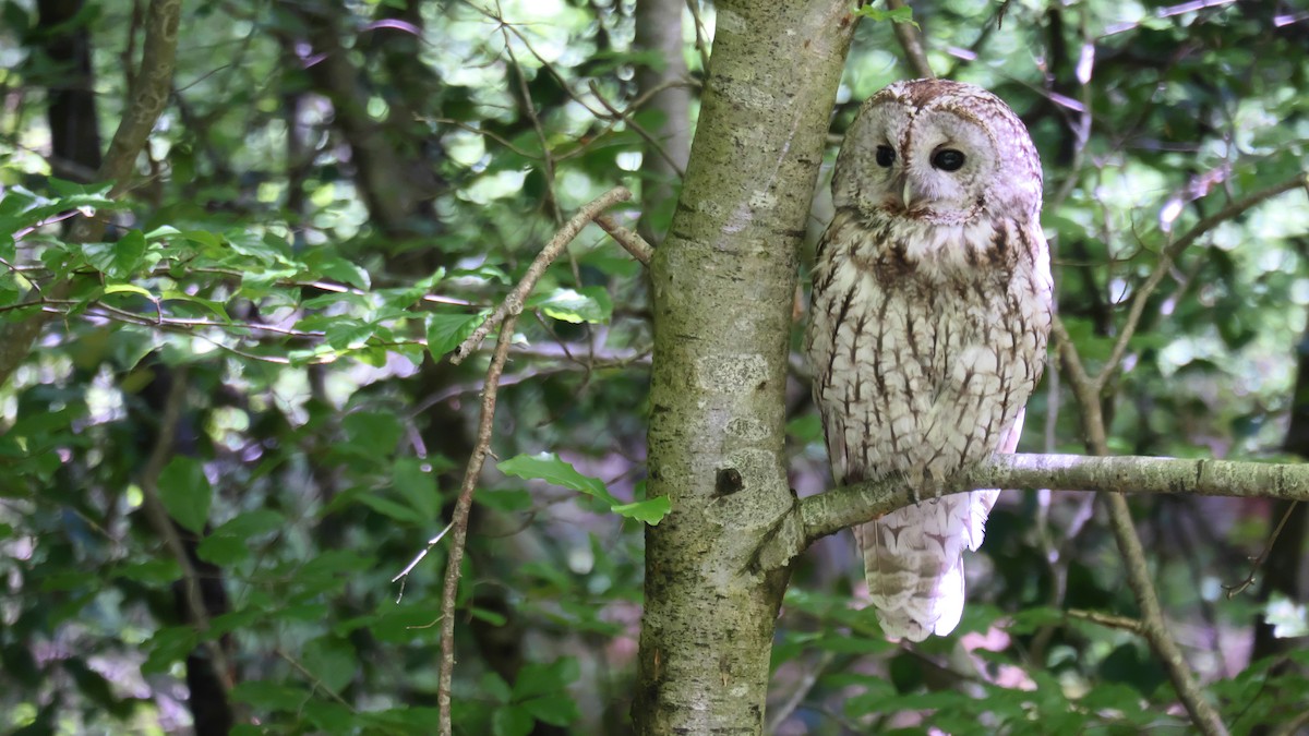 Tawny Owl - ML626696082