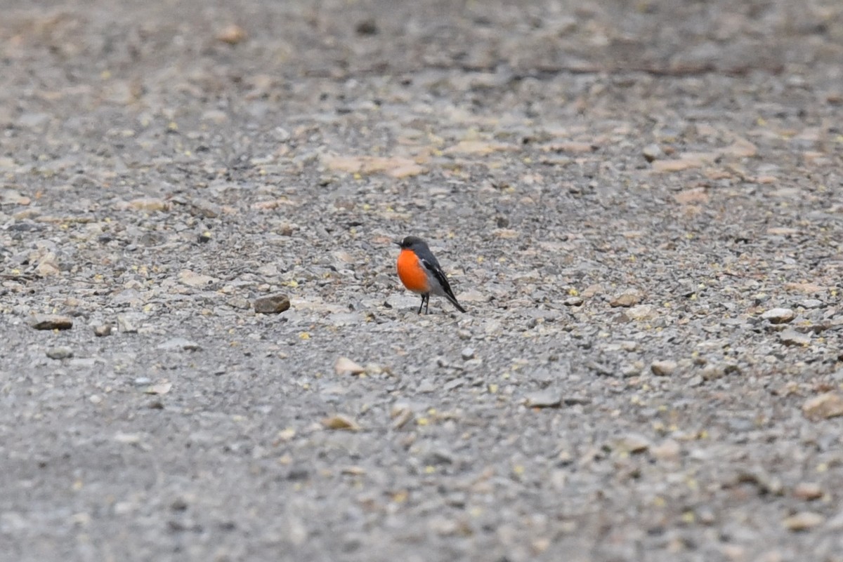 Flame Robin - ML626696226