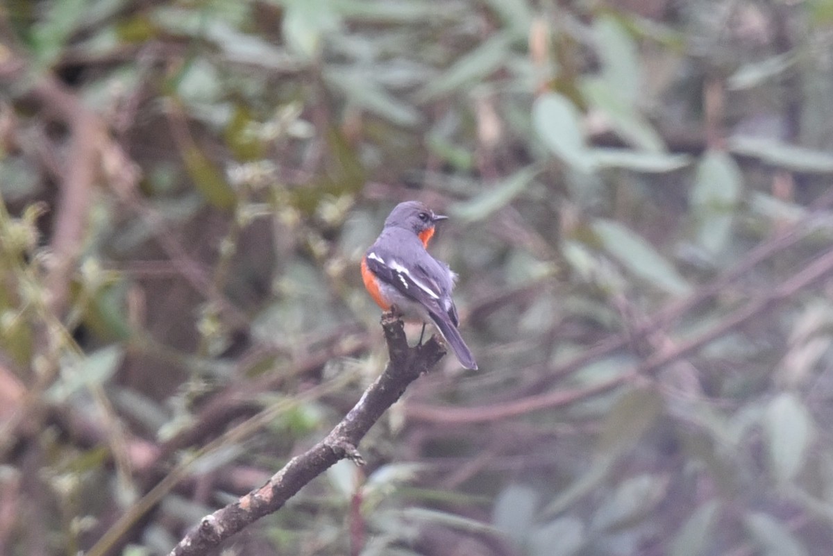 Flame Robin - ML626696227