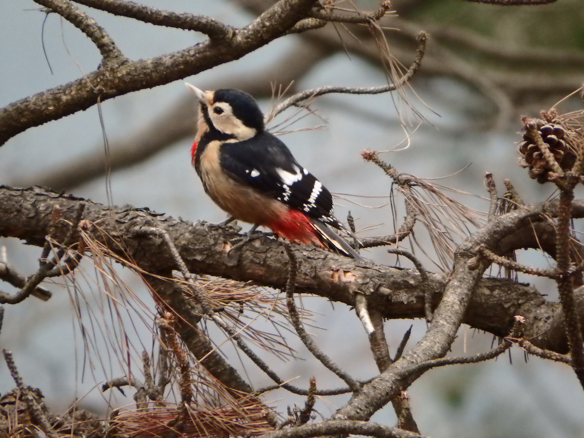 Necklaced Woodpecker - ML626696345