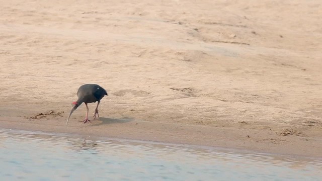 Red-naped Ibis - ML626696514