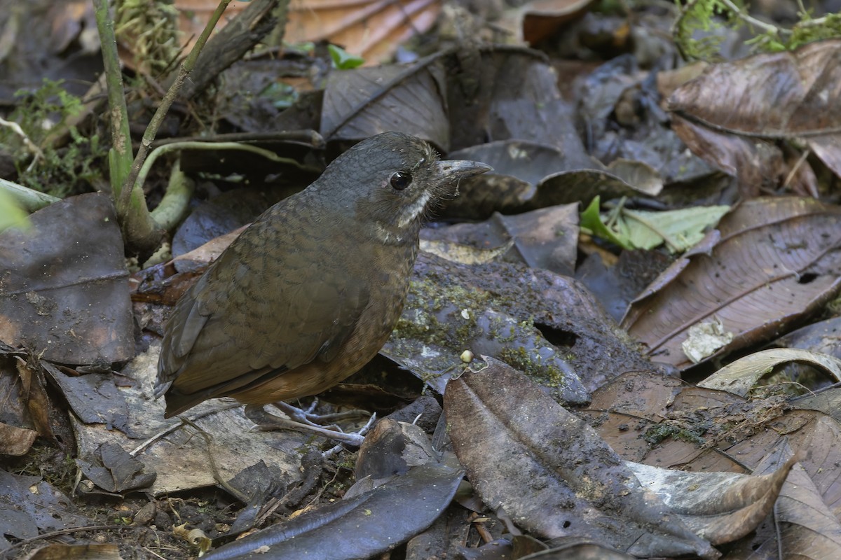 Moustached Antpitta - ML626696645