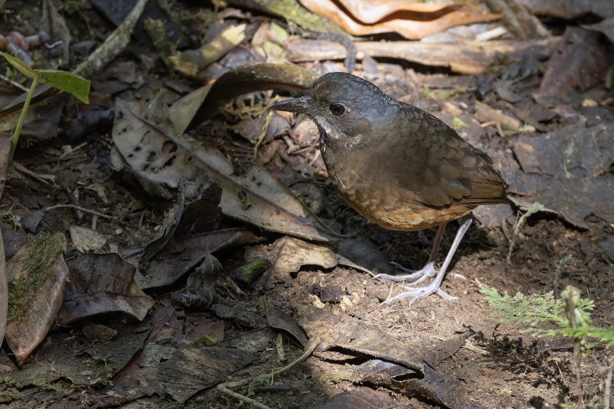 Moustached Antpitta - ML626696646