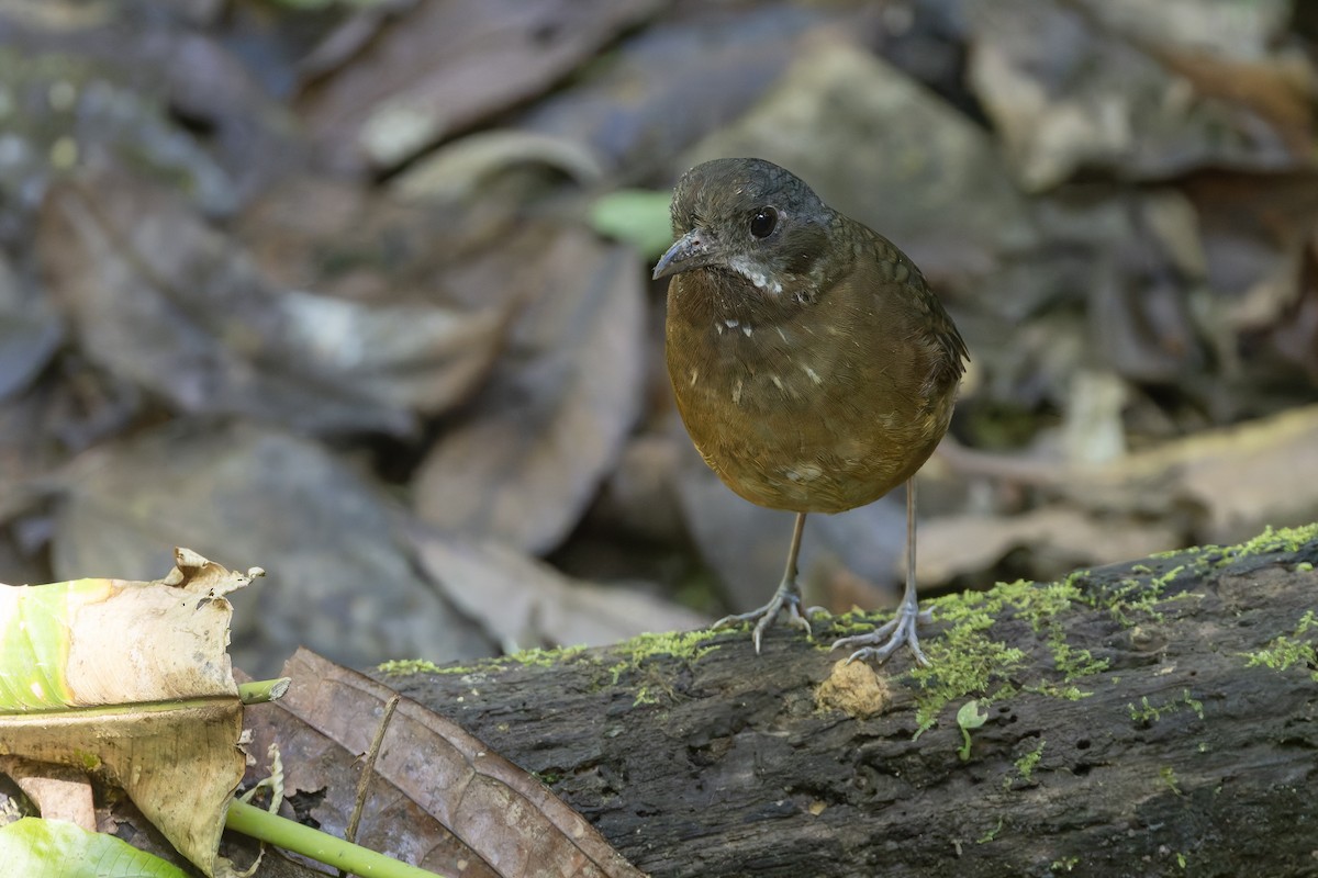 Moustached Antpitta - ML626696648