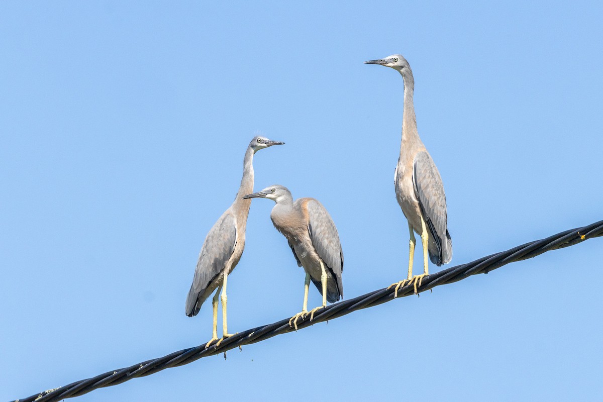 hvitmaskehegre - ML626696652