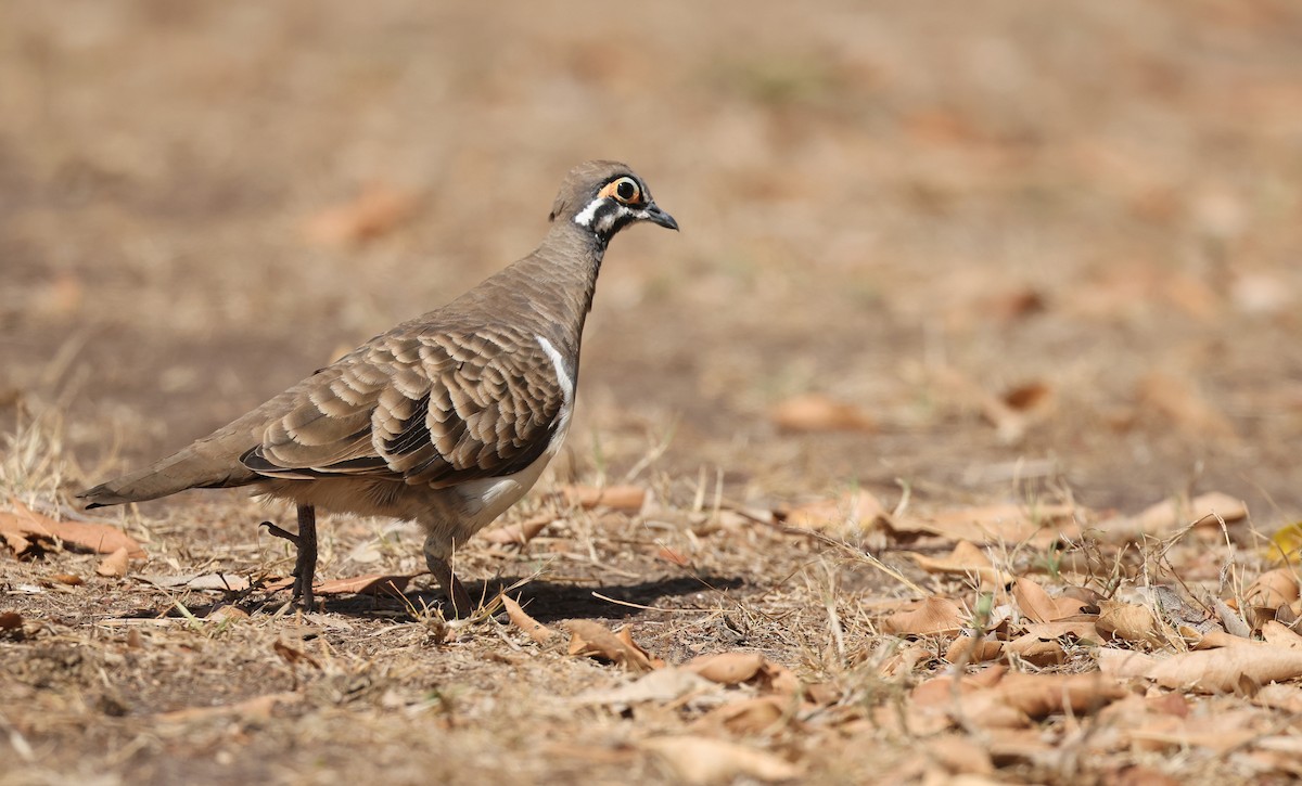 Squatter Pigeon - ML626696690