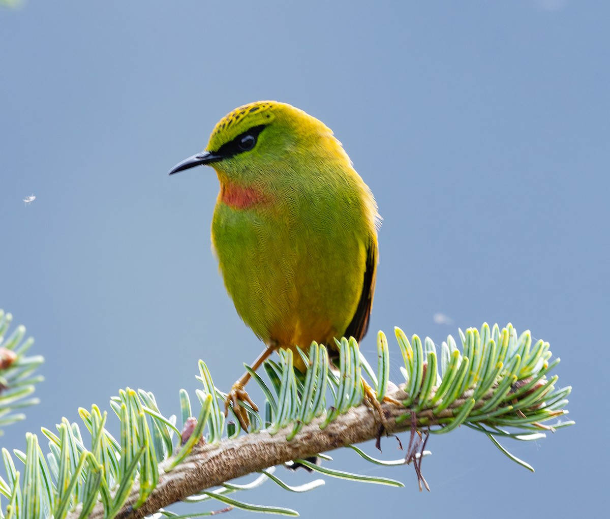 Fire-tailed Myzornis - ML626696729