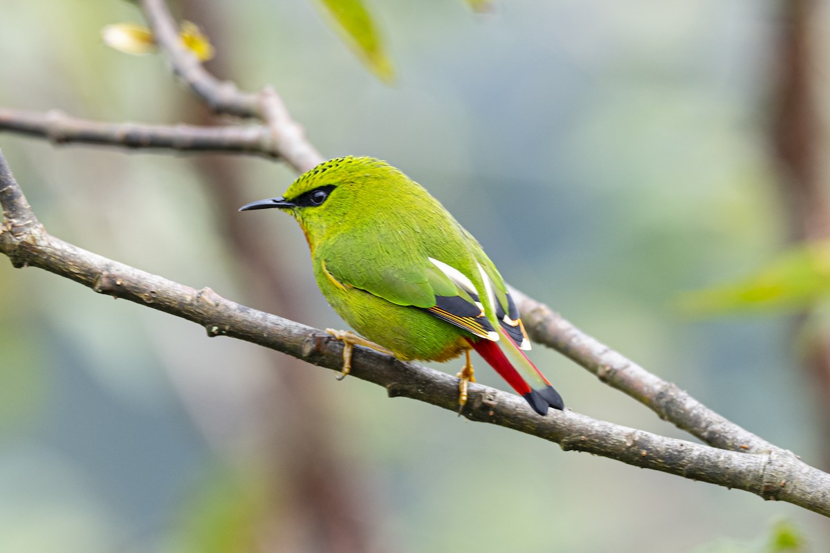 Fire-tailed Myzornis - ML626696730