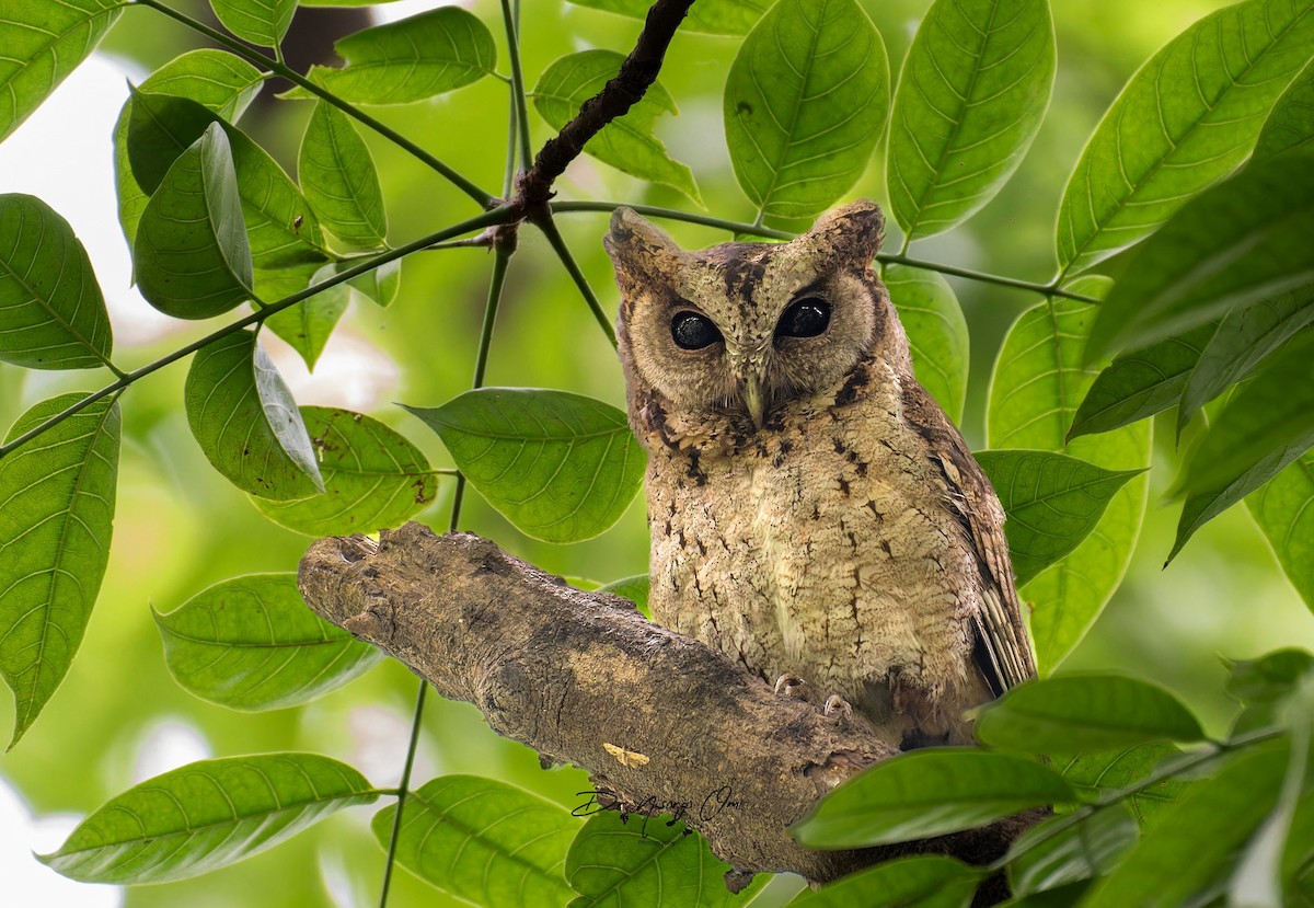 Collared Scops-Owl - ML626696771