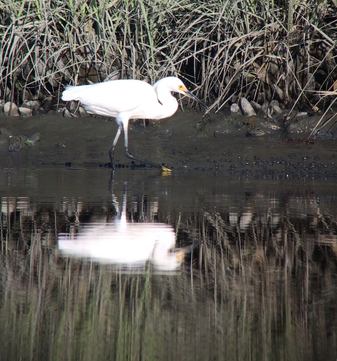 Snowy Egret - ML62669681