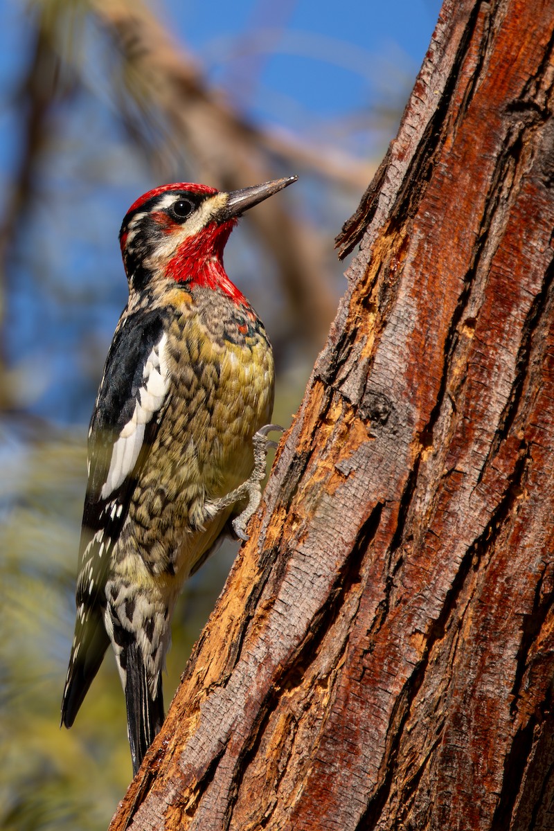 Red-naped x Red-breasted Sapsucker (hybrid) - ML626696961