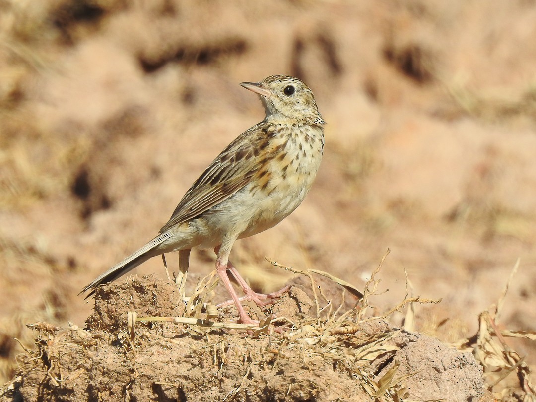 Бурохвостый конёк - ML626697029