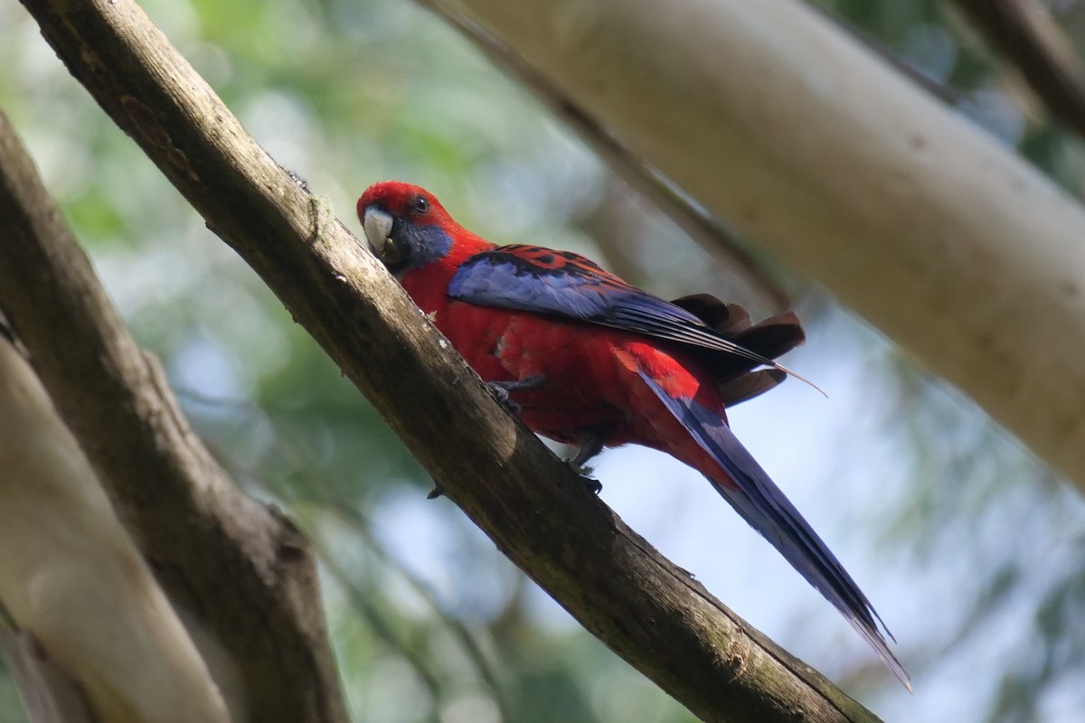 Crimson Rosella - ML626697291
